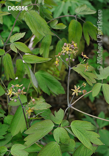 Blue Cohosh (Caulophyllum thalictroides)